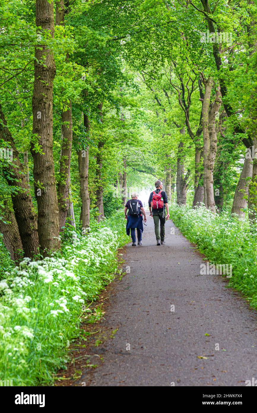 Ältere Paare mit Rucksäcken wandern entlang der Straße zwischen Bäumen und blühender KuhPetersilie in den Niederlanden Stockfoto