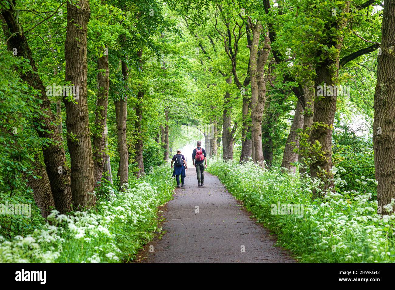 Ältere Paare mit Rucksäcken wandern entlang der Straße zwischen Bäumen und blühender KuhPetersilie in den Niederlanden Stockfoto