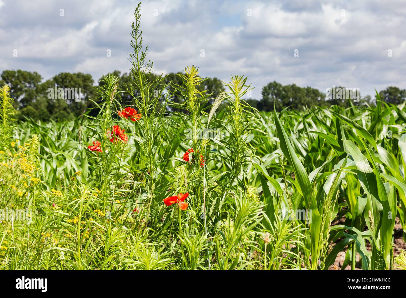 Naturinklusive oder kreisförmige und nachhaltige Landwirtschaft mit Wildblumen entlang des Maisfeldes in den Niederlanden, Europa Stockfoto