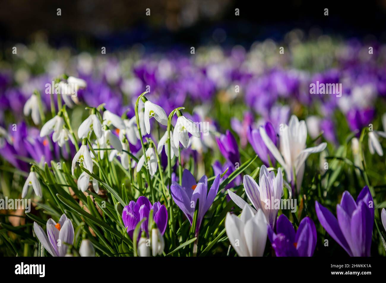 Frühlingsblumen im Sonnenschein auf dem Parkside Road Cemetery, Kendal, Cumbria Stockfoto