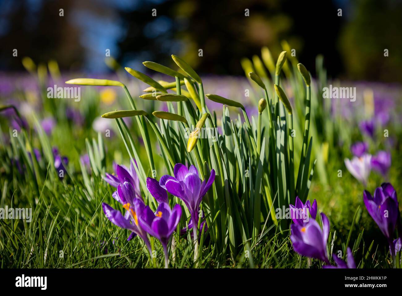 Frühlingsblumen im Sonnenschein auf dem Parkside Road Cemetery, Kendal, Cumbria Stockfoto