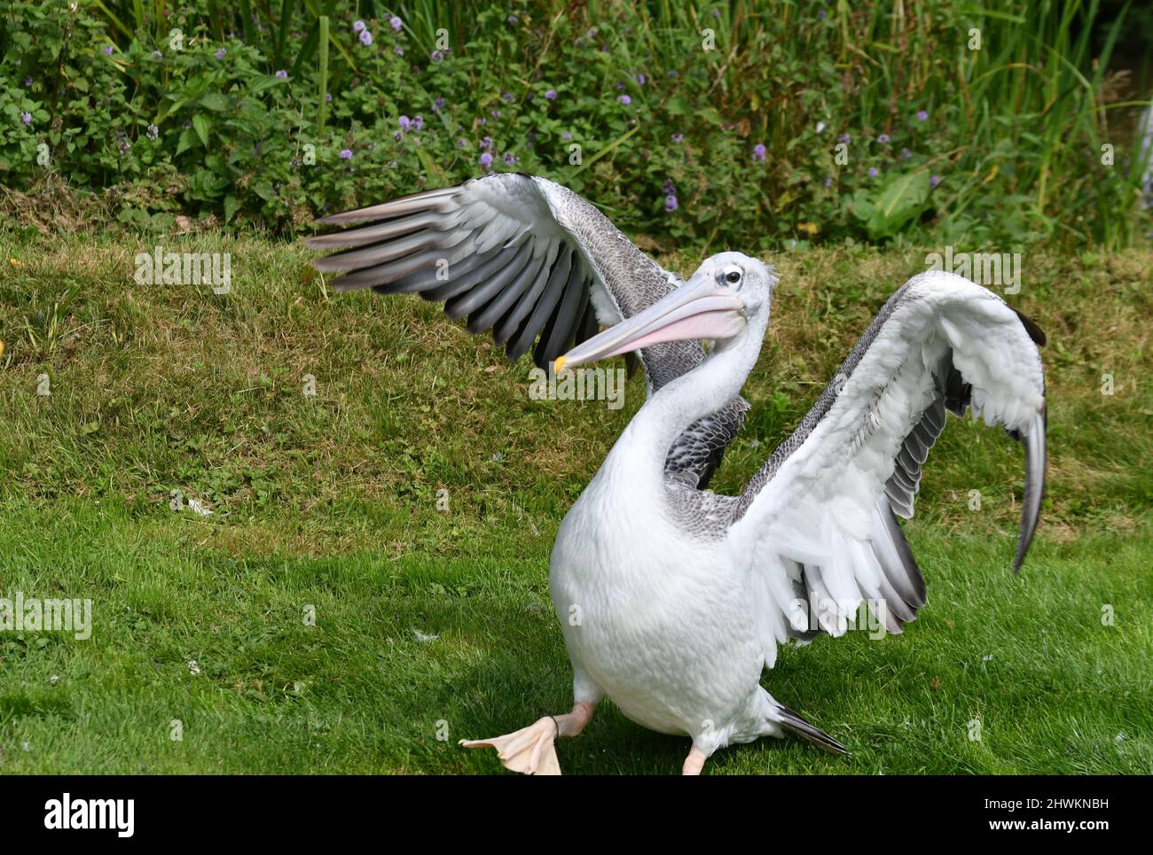 Pelican im Birdland Park & Gardens in Bourton-on-the-Water, Gloucestershire, Großbritannien Stockfoto