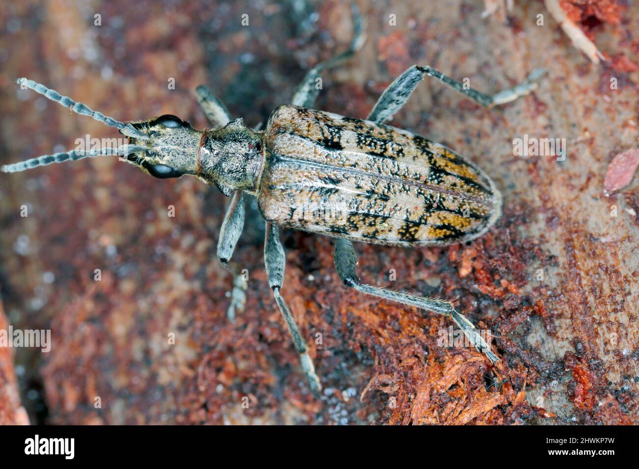 Gerippter Kiefer Borer - Rhagium Inquisitor auf Holz. Stockfoto