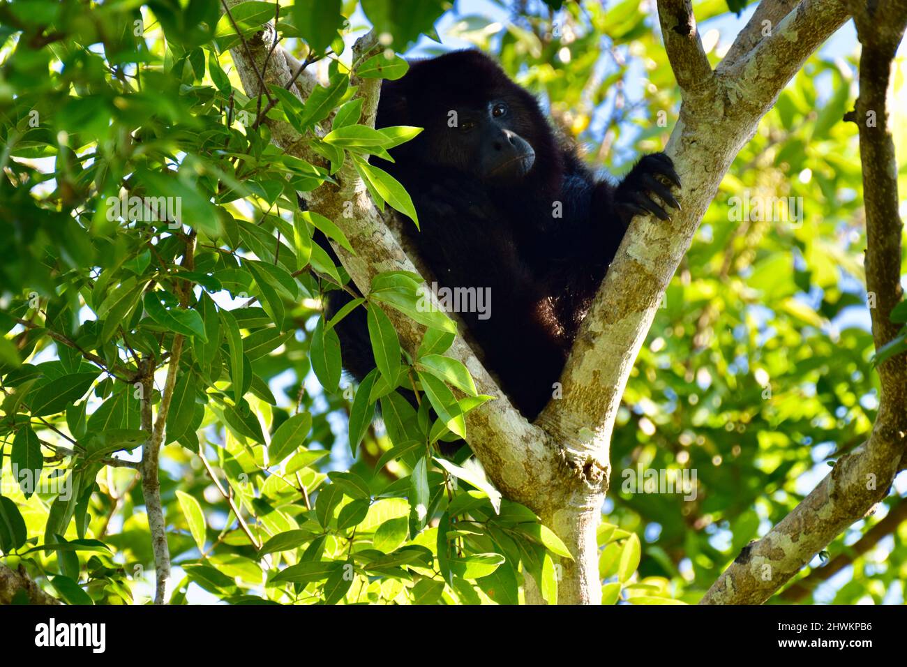 Schwarzer Howler-Affe (Alouatta pigra) in einem Baum im National Wildlife Sanctuary of Crooked Tree, Belize. Stockfoto