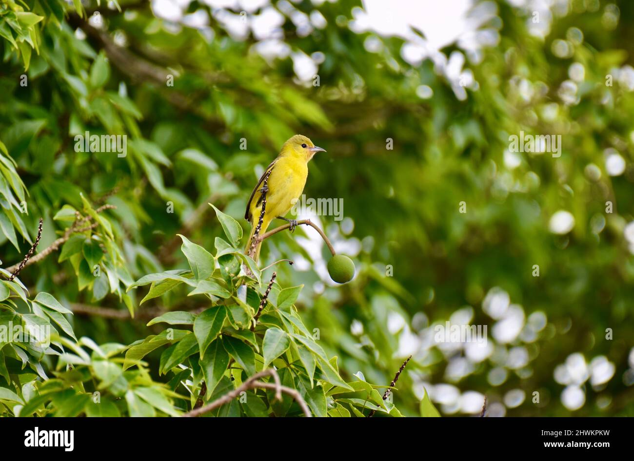 Ein einsam weiblicher Obstgarten Oriole (Icterus spurius), der in einem Baum im National Wildlife Sanctuary in Crooked Tree, Belize, thront. Stockfoto