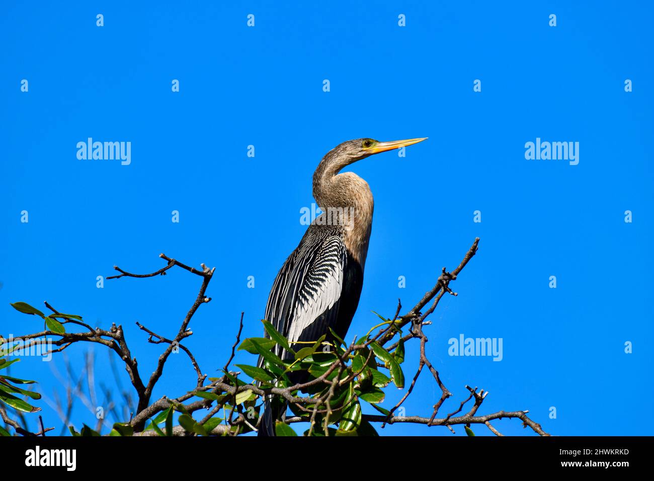An Anhinga (Anhinga anhinga), auch bekannt als Schlangenkäfer, Darter, amerikanischer Darter oder wassertürke, In einem Baum auf der Lagunenseite von Ambergris Caye, Belize. Stockfoto