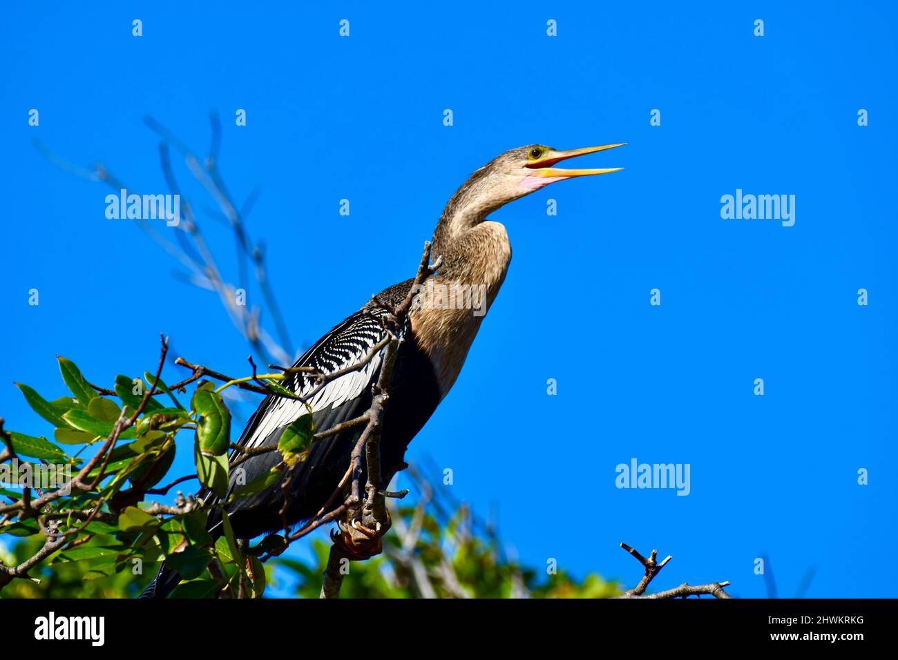 An Anhinga (Anhinga anhinga), auch bekannt als Schlangenkäfer, Darter, amerikanischer Darter oder wassertürke, In einem Baum auf der Lagunenseite von Ambergris Caye, Belize. Stockfoto