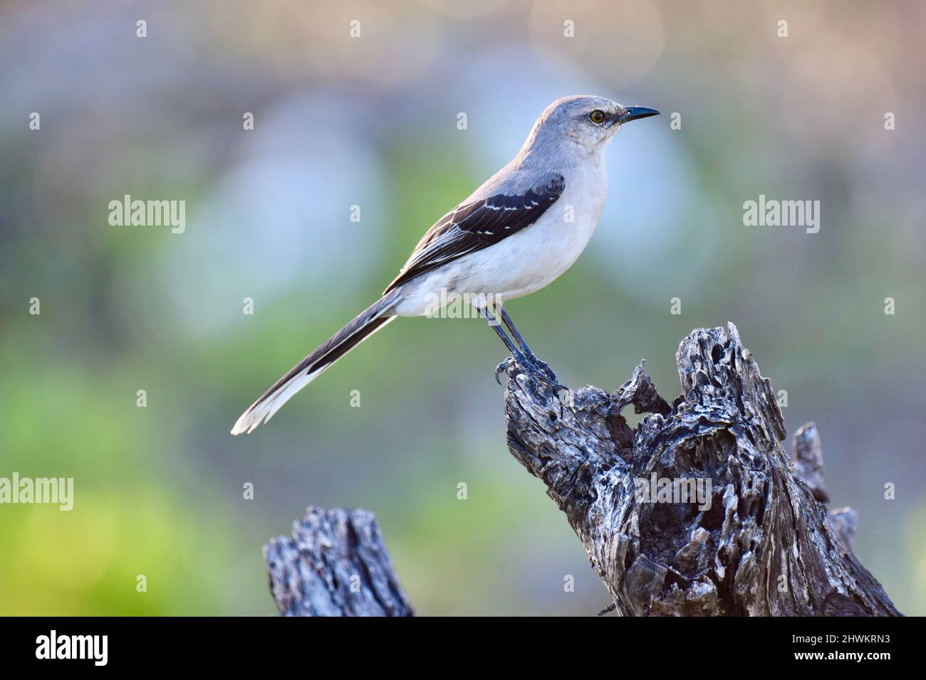 Was Ist Ein Mockingbird Ein einseitiger tropischer Mockingbird (Mimus gilvus), der auf einem