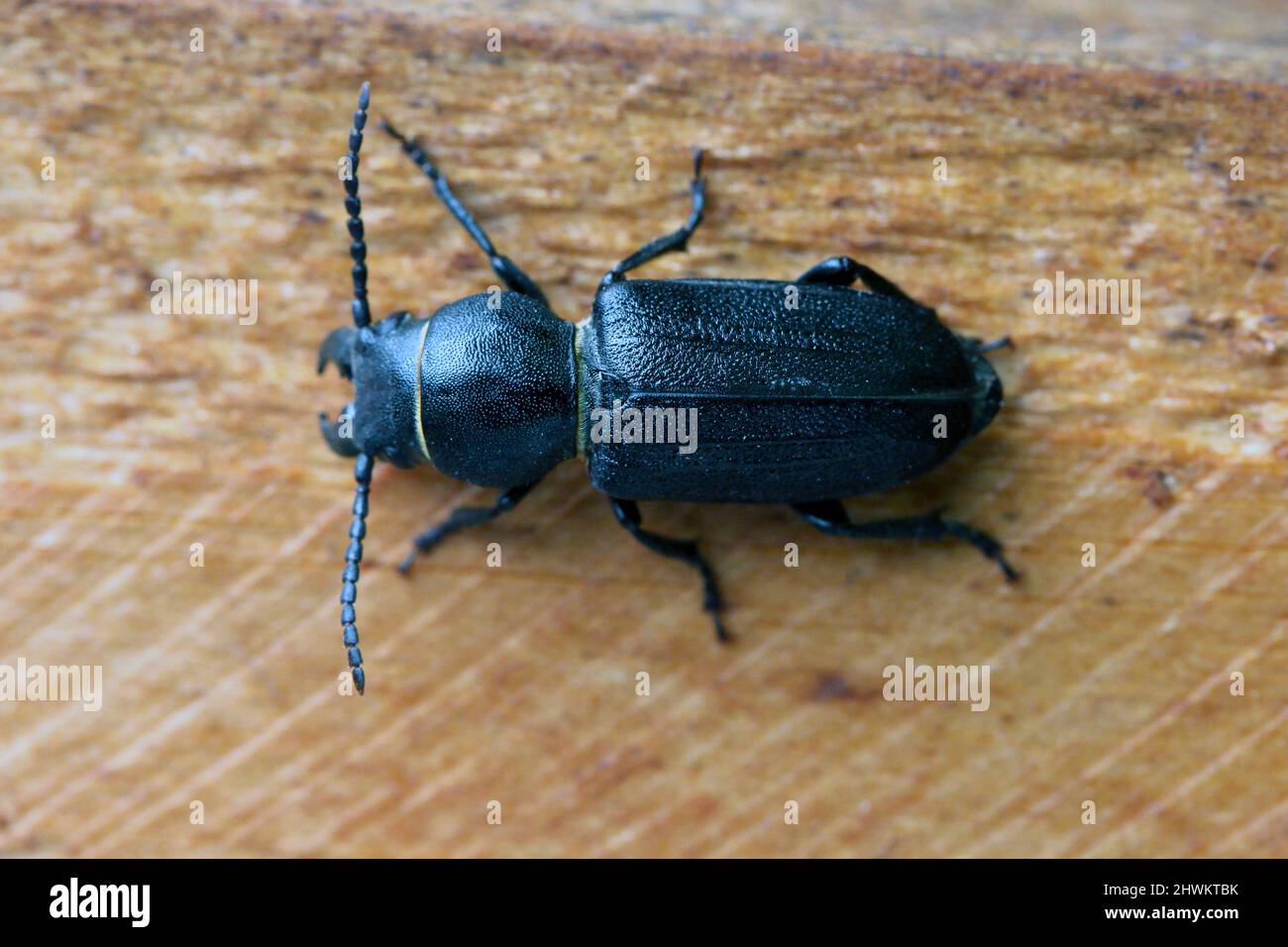 Schwarzer Langhornkäfer - Spondylis buprestoides auf Holz. Stockfoto