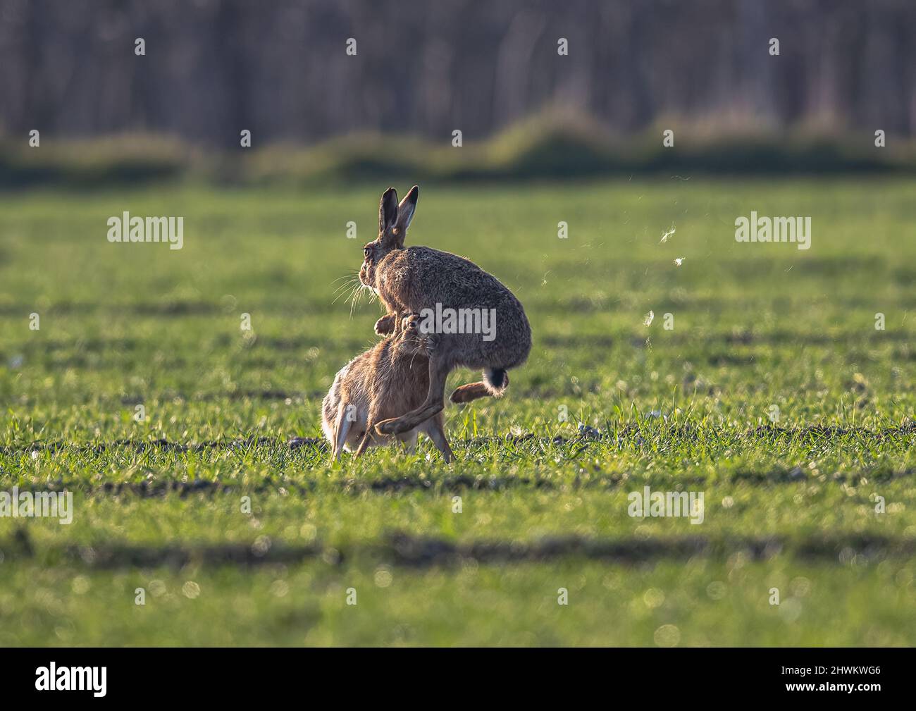 Ein Paar braune Hasen, die verrücktes und lustiges Balzverhalten zeigen, übereinander springen, beißen und mit Fell fliegen. Suffolk, Großbritannien Stockfoto