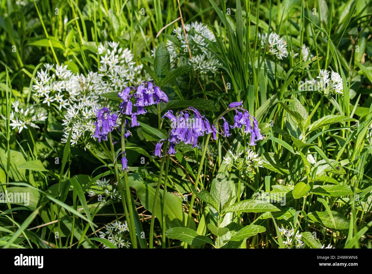 Eine Nahaufnahme von Native Bluebells und Wild Garlic, die in einem Waldgebiet wachsen. Suffolk, Großbritannien Stockfoto