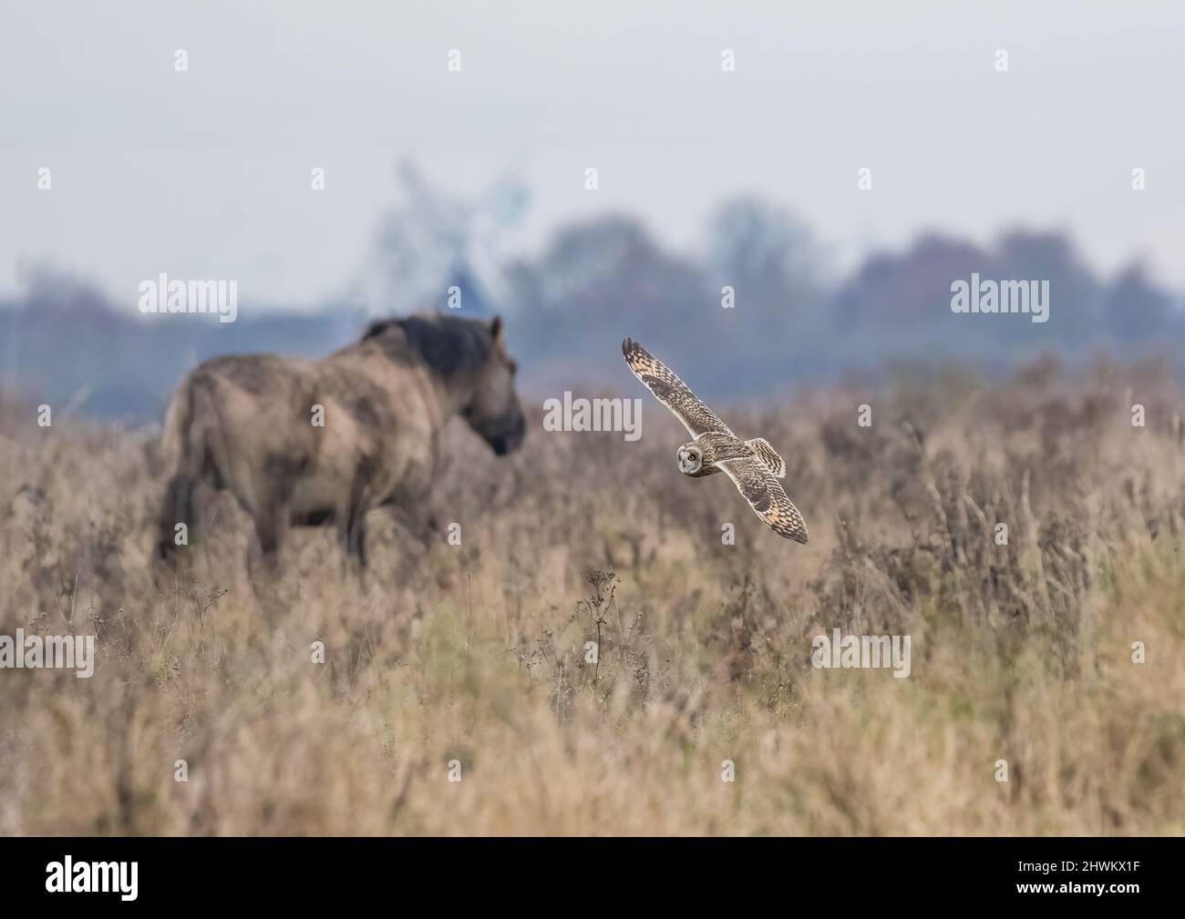 Eine Kurzohreule, die im Sonnenlicht über dem Lebensraum der Fenchelandschaft fliegt. Durch das Vorliegen eines Konik-Ponys ist es völlig entphast. Cambridgeshire, Großbritannien. Stockfoto