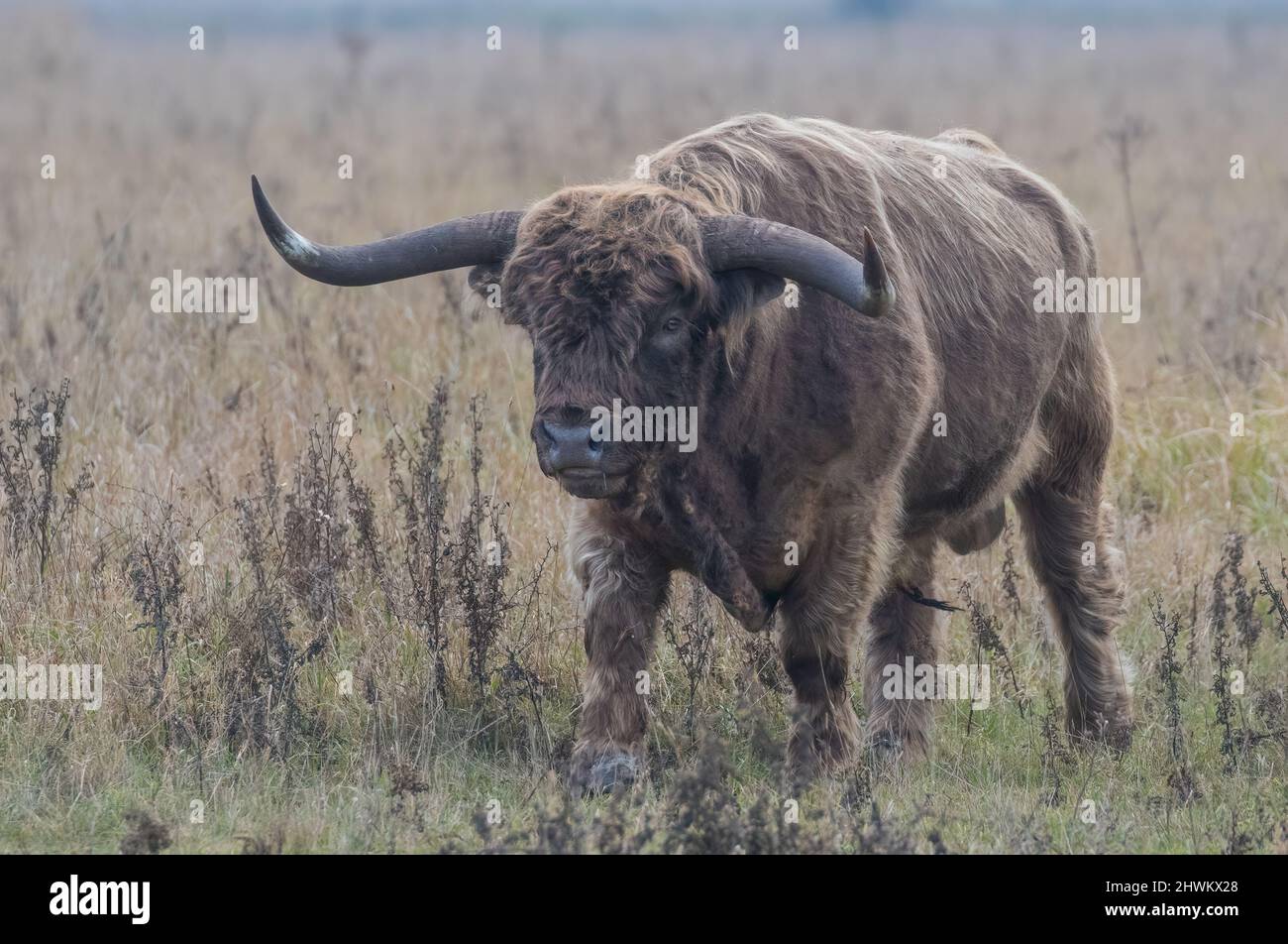 Ein großer Highland Bul zu Fuß durch das Grasland . Er hat enorme Hörner und wird für die Beweidung im Cambridgeshire Fens verwendet. VEREINIGTES KÖNIGREICH Stockfoto