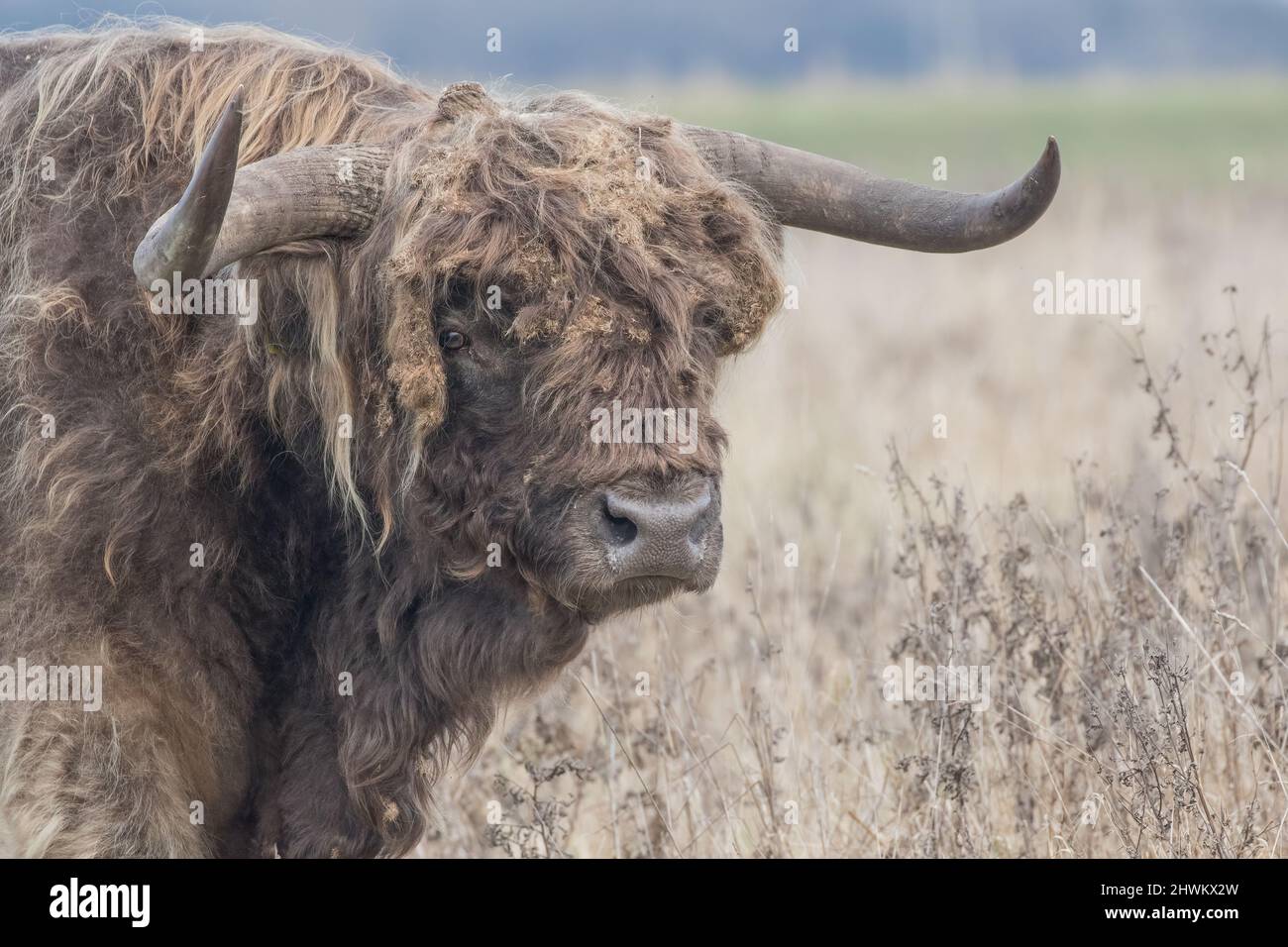 Ein großer Highland-Bulle mit riesigen Hörnern, der einen sehr schlechten Haartag hat. Sein zotteliges Fell ist mit Graten verfilzt, die während der Weide aufgenommen wurden. Canbridge Fens UK Stockfoto
