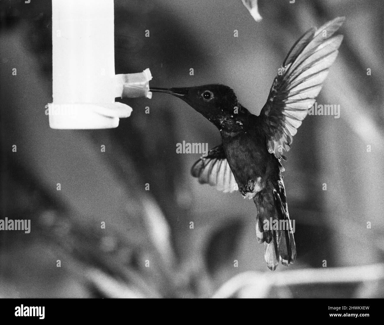 Es zu sehen ist nur Eine Weichzeichnung. Der summende Vogel, einer der kleinsten aller Vögel, von denen es etwa 300 Arten gibt, stammt aus dem tropischen Amerika. Sie haben einen sehr hohen Stoffwechsel und die Flügelschläge variieren von etwa 65 - 80 Schlägen pro Sekunde. Aus diesem Grund sehen Besucher des London Zoo Summing Bird House den Vogel, aber nicht die Flügel im Flug - sie sind nur eine Unschärfe. 17.. Februar 1972 Stockfoto