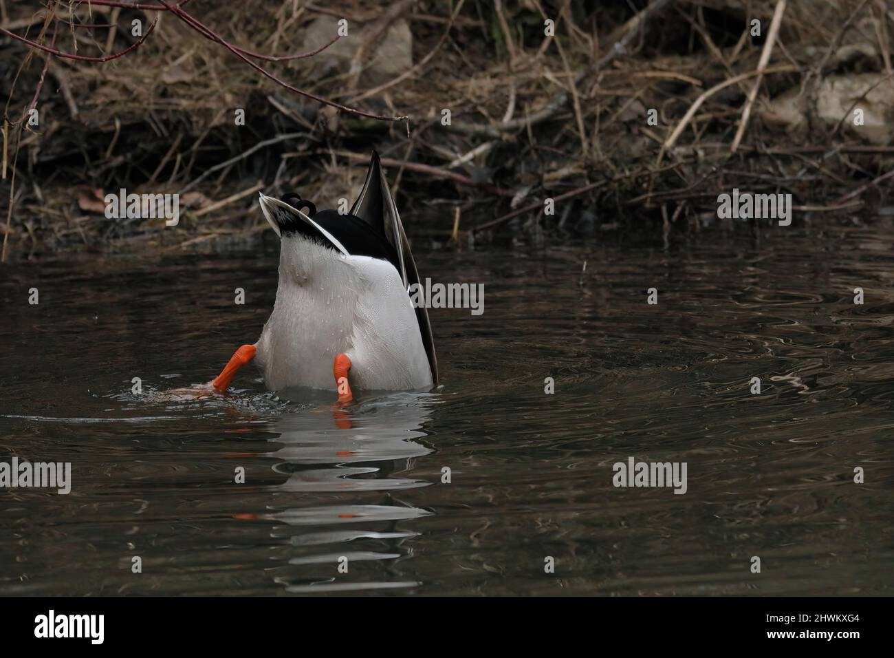 Tauchen drake Mallard in einem Fluss Stockfoto