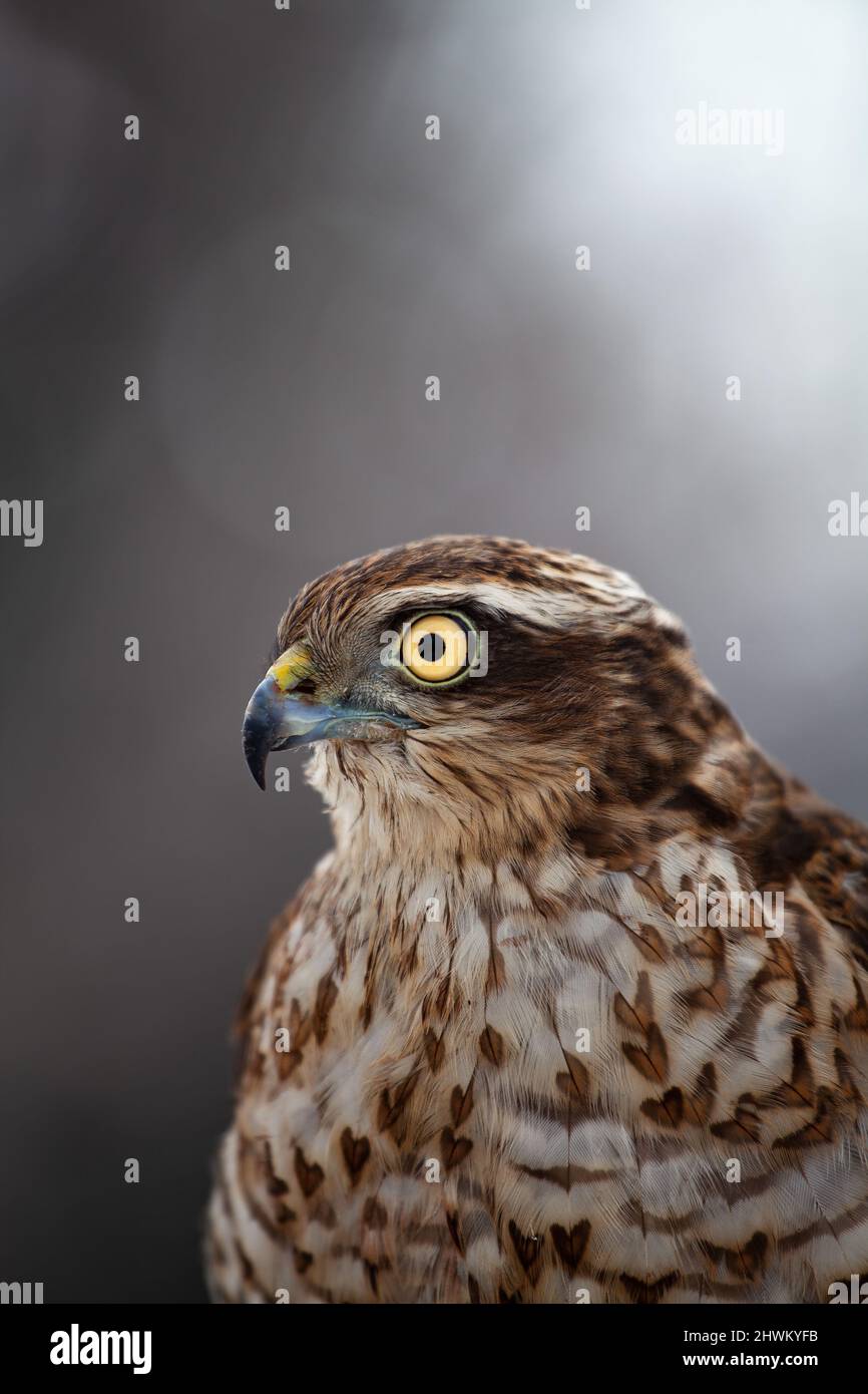 Falknerei ist ein alter Sport als Menschheit. Sparrowhawks werden in der Falknerei häufig verwendet. Sparrowhawk ist eines der kleinsten Mitglieder der Accipitridae-Familie Stockfoto