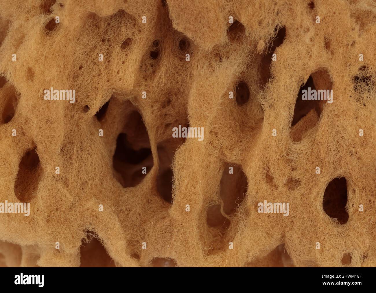 Ähnliche Textur von beigen natürlichen Schwamm. Schwamm Textur Hintergrund, Nahaufnahme. Natürliche Schwämme, Makro. Stockfoto