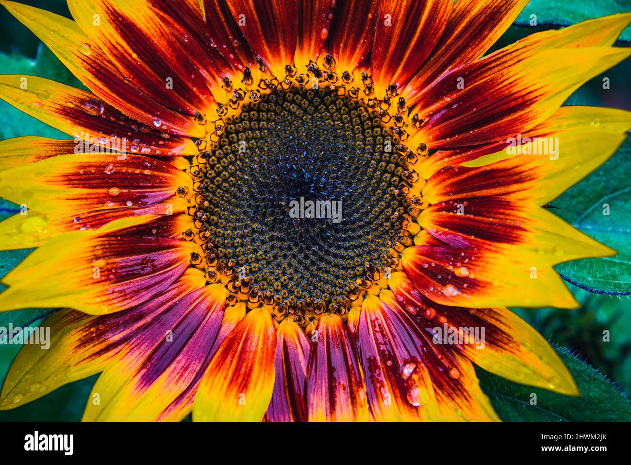 Detail einer Sonnenblume mit Tau-Tröpfchen Stockfoto