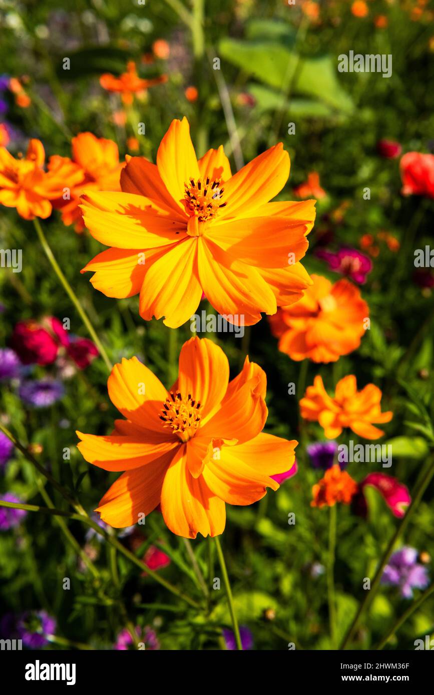 Zwei orangefarbene comos-Blüten Stockfoto