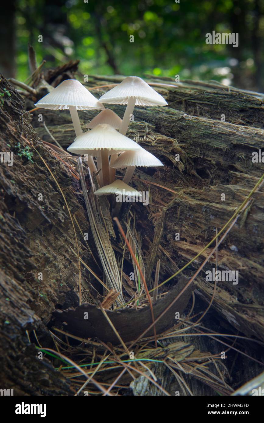 Details von mycena galericulata Stockfoto