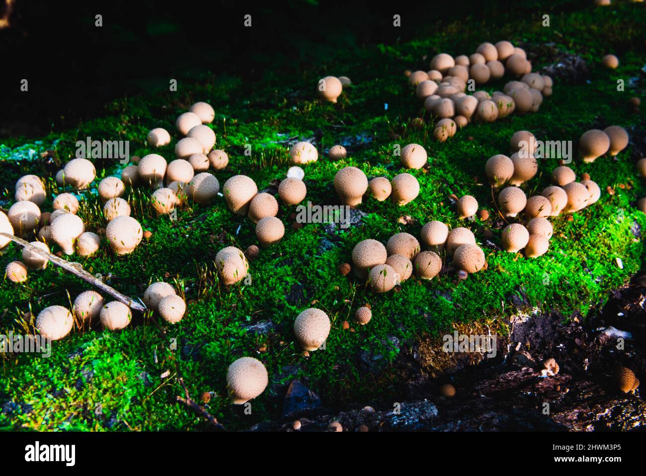 Gruppe von Lycoperdon-Pilzen auf einem grünen Moosteppich Stockfoto