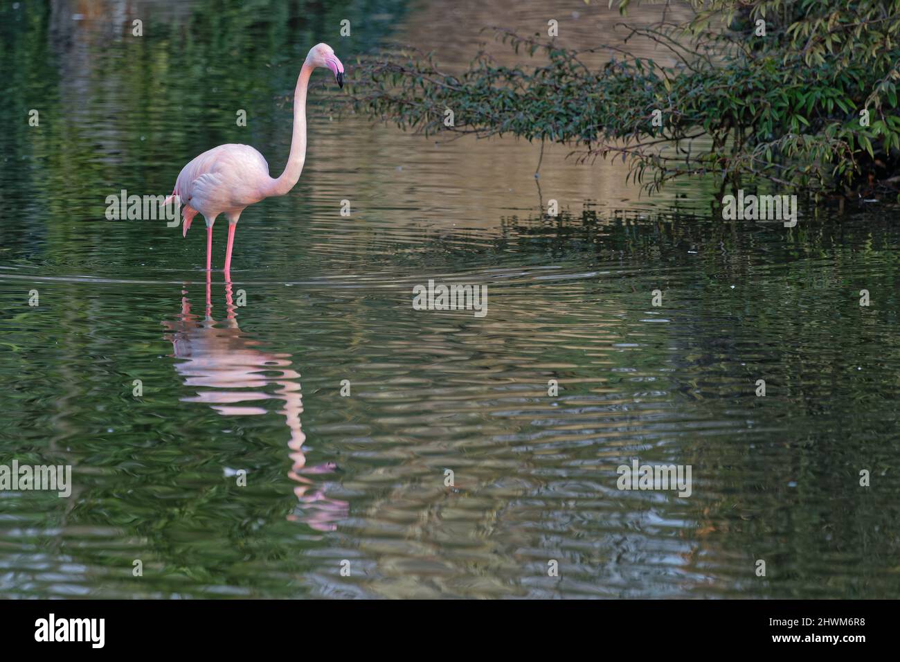 Einsame Flamingo-Reflets in grünen Gewässern Stockfoto