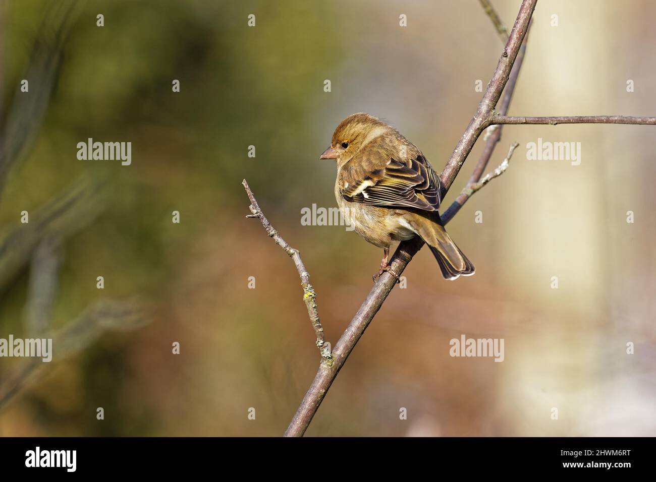 Weiblicher gemeiner Chaffinch auf einem Ast Stockfoto