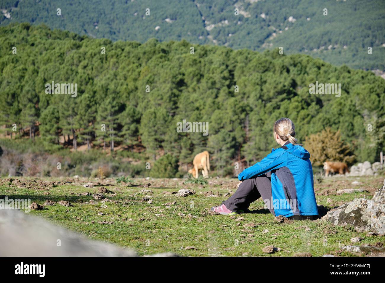 Eine schöne Frau, die in der Nähe von Kühen auf dem grünen Tal sitzt Stockfoto