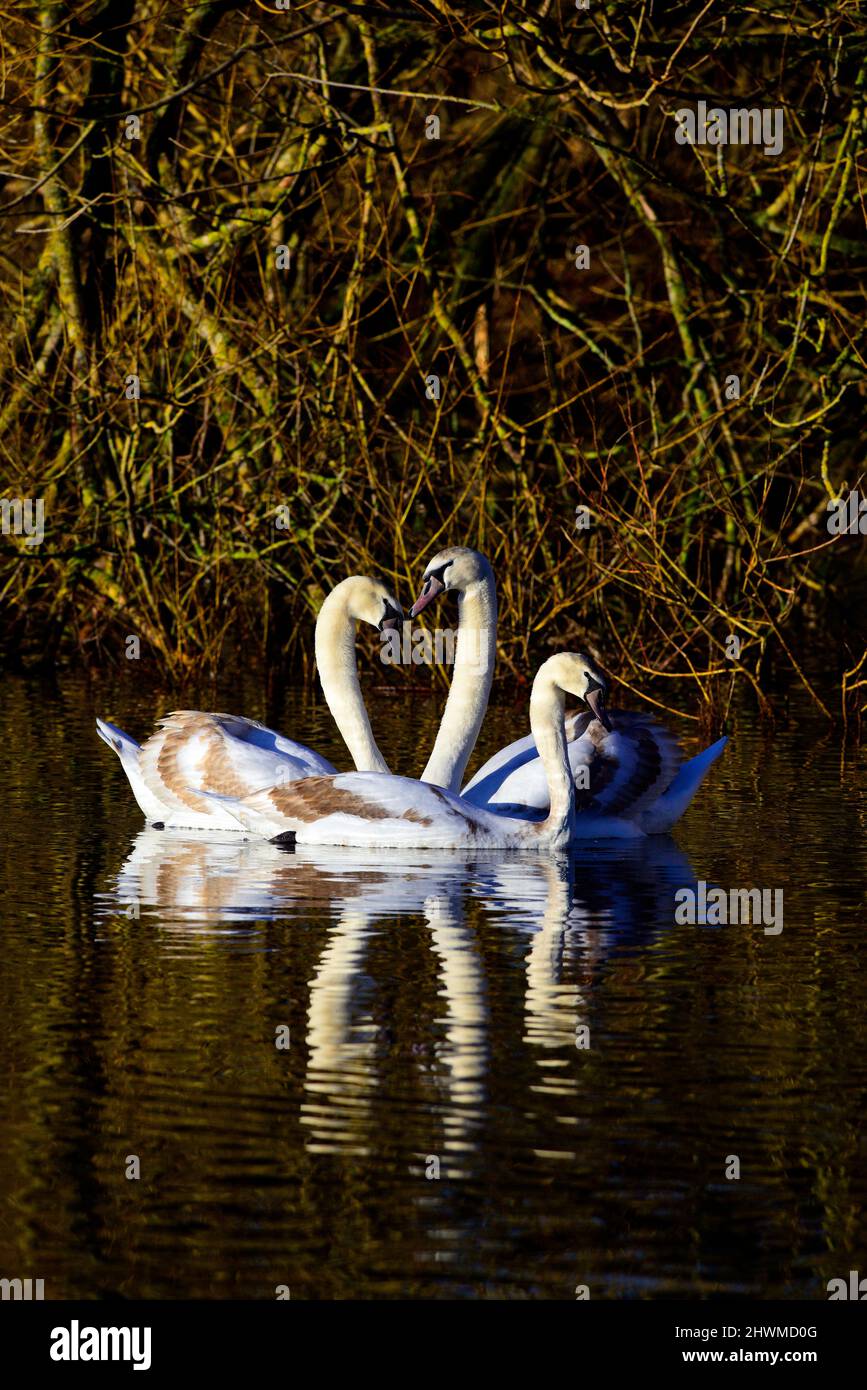 Stute Swans im Figgate Park Edinburgh Schottland Stockfoto