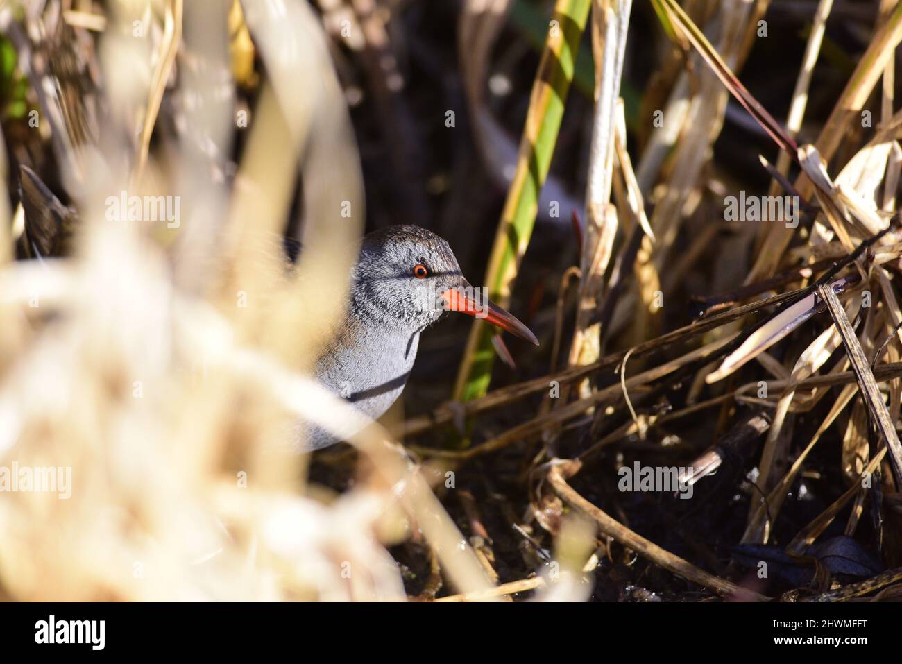 Wasser-Schiene Rallus aquaticus Stockfoto