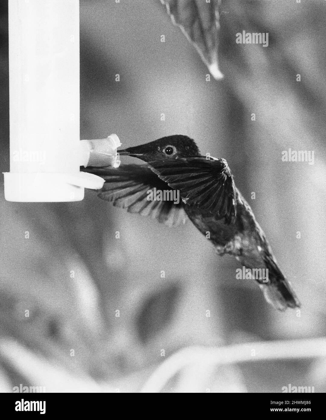 Es zu sehen ist nur Eine Weichzeichnung. Der summende Vogel, einer der kleinsten aller Vögel, von denen es etwa 300 Arten gibt, stammt aus dem tropischen Amerika. Sie haben einen sehr hohen Stoffwechsel und die Flügelschläge variieren von etwa 65 - 80 Schlägen pro Sekunde. Aus diesem Grund sehen Besucher des London Zoo Summing Bird House den Vogel, aber nicht die Flügel im Flug - sie sind nur eine Unschärfe. 17.. Februar 1972 Stockfoto