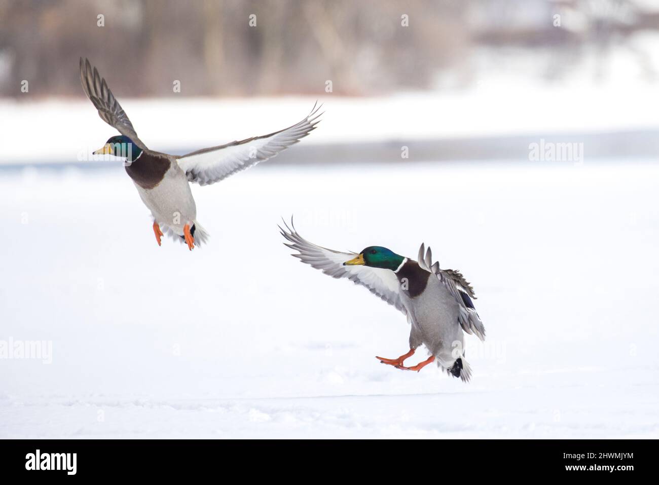 Mallardische Enten fliegen im Winter Stockfoto