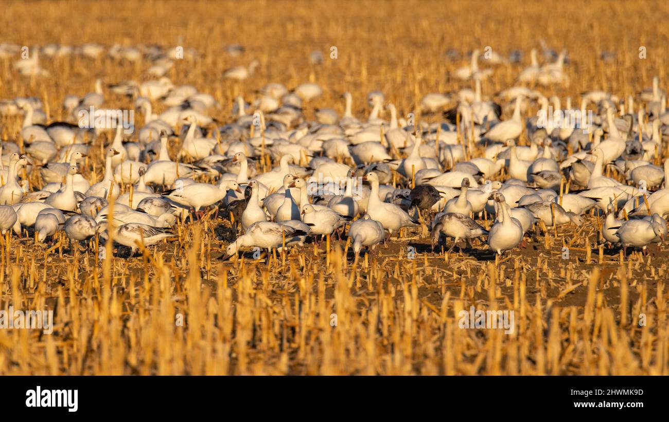 Schwarm von Schneegänsen (Anser caerulescens), die im Maisfeld im Osten von Colorado, USA, fressen Stockfoto