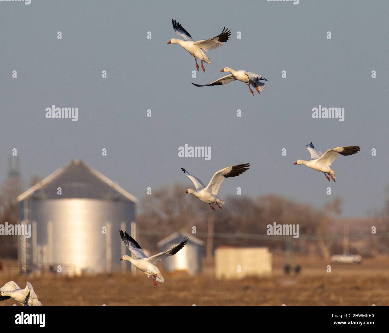 Schneegänse (Anser caerulescens) im Flug Morgan County Colorado, USA Stockfoto
