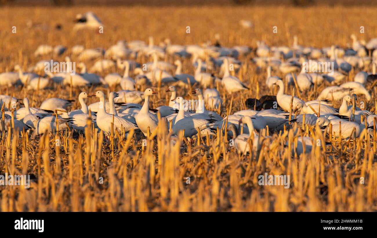 Schwarm von Schneegänsen (Anser caerulescens), die im Maisfeld Morgan County Colorado, USA, fressen Stockfoto