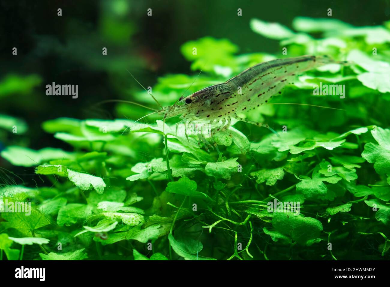 Amano Shrimp (Caridina Multidenata) im bepflanzten Aquarium Stockfoto