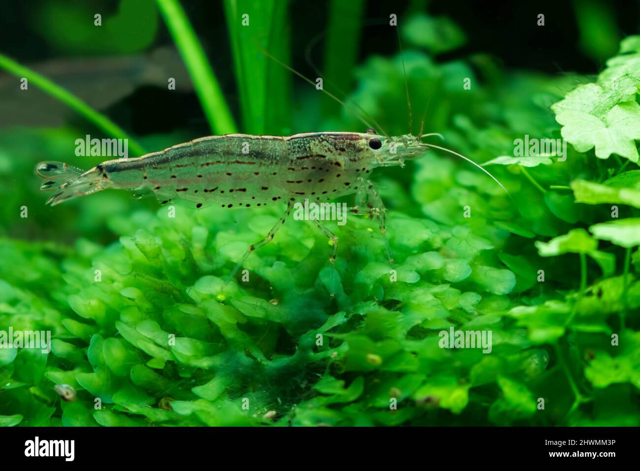 Amano Shrimp (Caridina Multidenata) im bepflanzten Aquarium Stockfoto