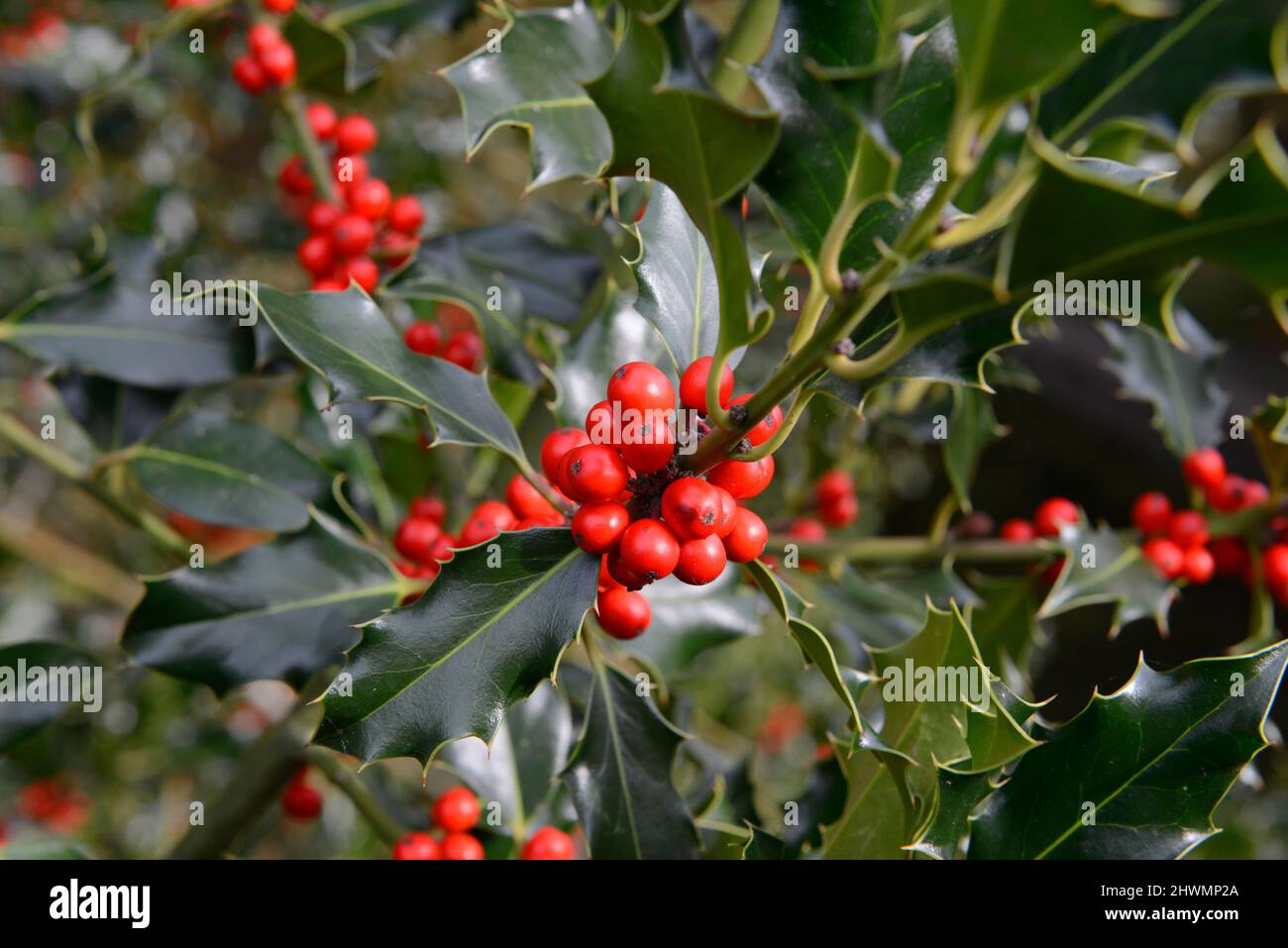 Holly Berries in Brighton, Großbritannien Stockfoto