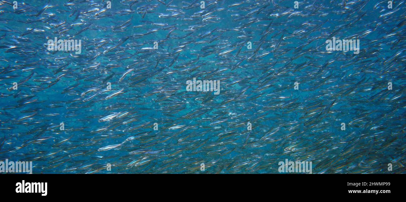 Schule von kleinen Fischen unter Wasser im Meer mit blauem Hintergrund Stockfoto