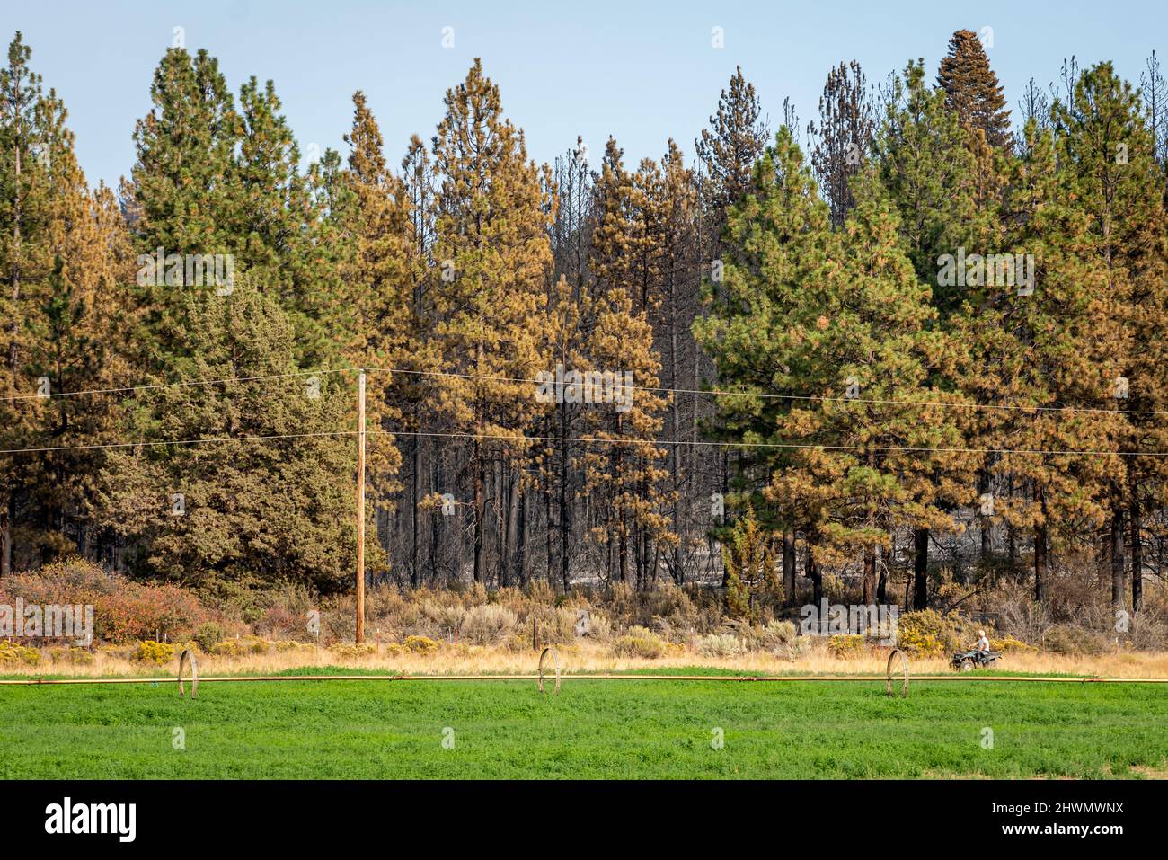Das Waldfeuer von Oregon brennt im Wald Stockfoto