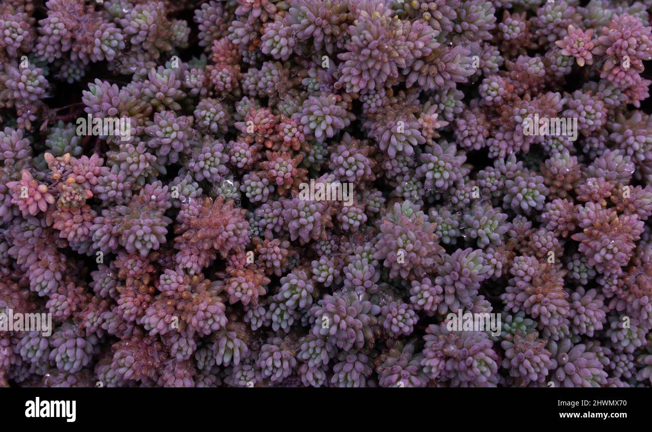 Farbenfroher Sedum-Teppich mit Tau-Tropfen Stockfoto