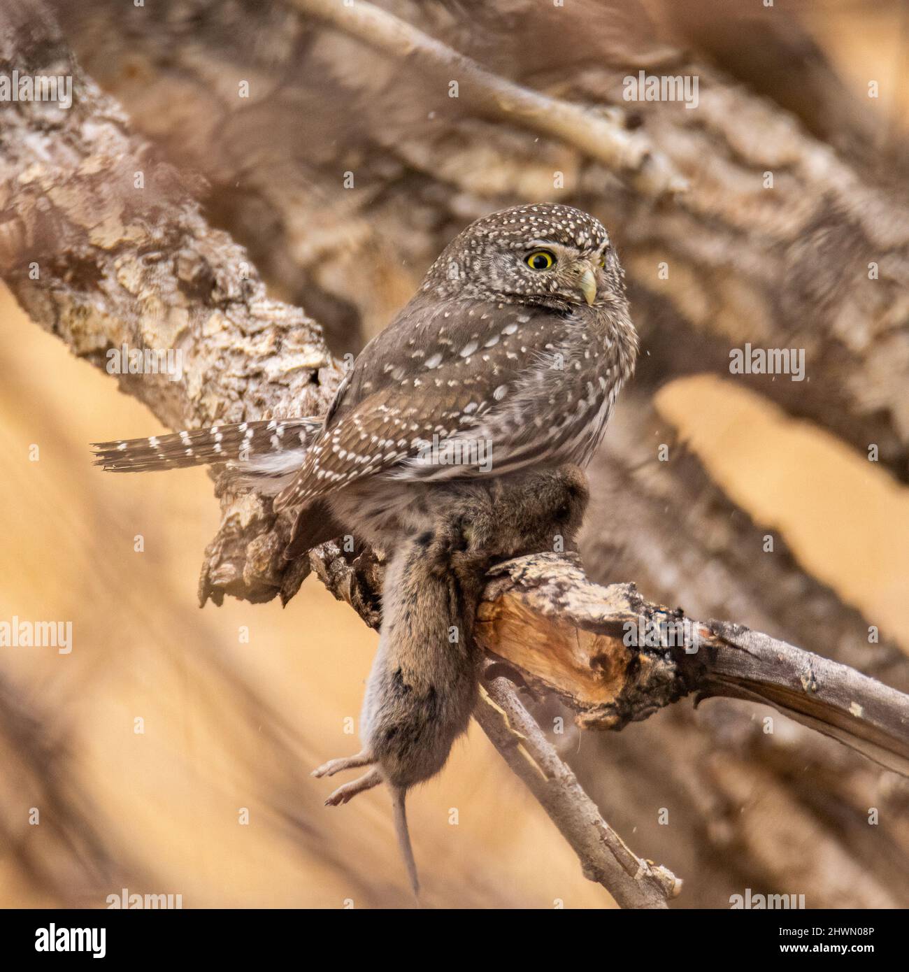 Nördliche Zwergeule (Glaucidium californicum), die in einem Baum mit ihrer Wühlmaus-Tötung thront, nehmen oft Zwergeulen größere Beute als sich selbst in Colorado, USA Stockfoto