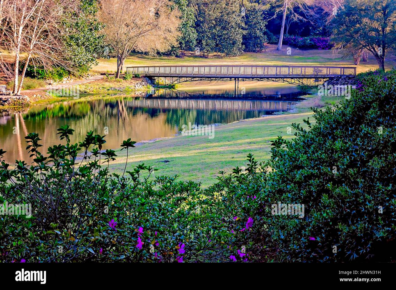 Azaleen (Rhododendron) beginnen am Mirror Lake in Bellingrath Gardens in Theodore, Alabama, zu blühen. Stockfoto