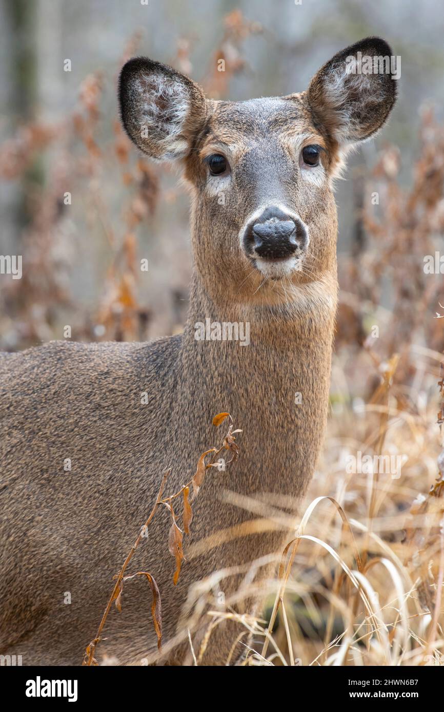 Weißschwanzhirsch, Rehe, Gesichtsansicht, Odocoileus virginianus), Hirschhöfe, Autumn, E N America, von Dominique Braud/Dembinsky Photo Assoc Stockfoto