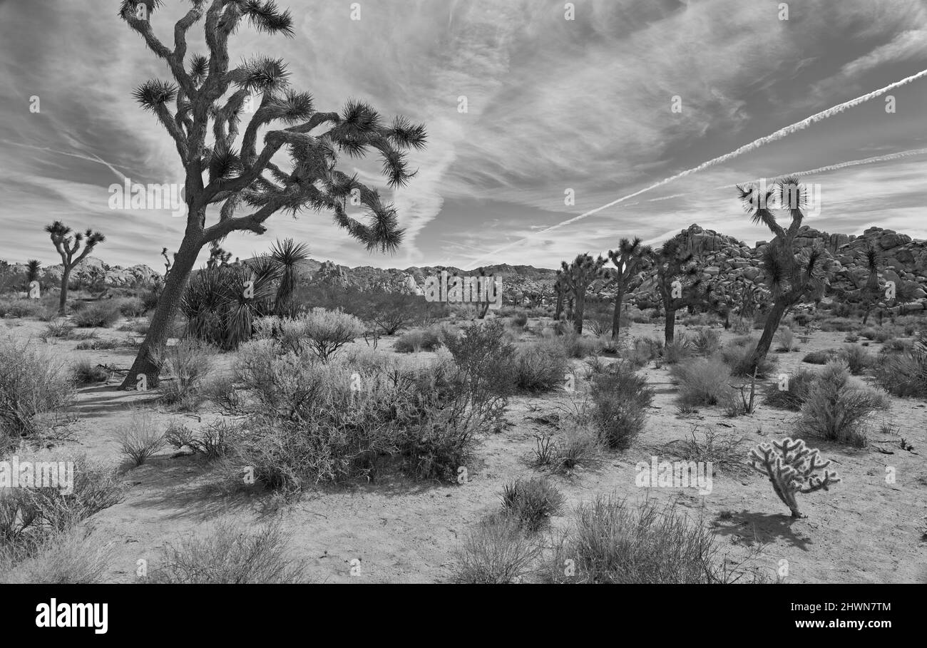 Joshua Tree Nationalpark Stockfoto