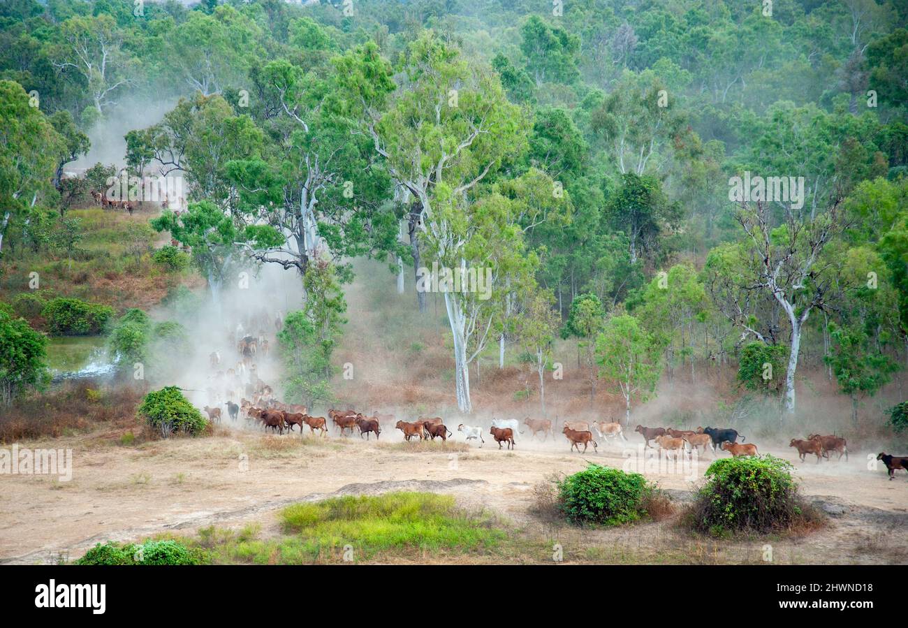 Rinder, die auf den Hochwasserebenen in der Nähe des Golfes von „The Golf of The North Queensland“, Australien, mustern. Stockfoto