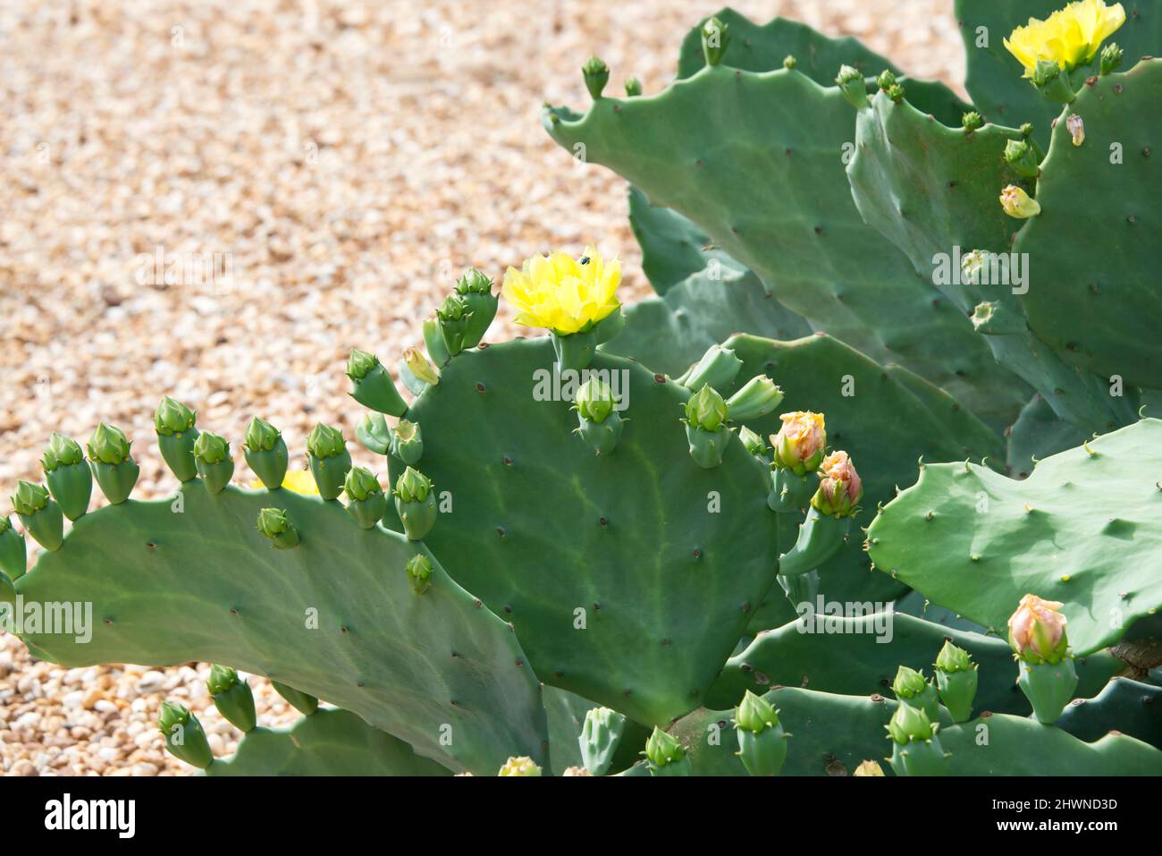 Großer Kaktus mit Knospen und gelben Blüten Stockfoto
