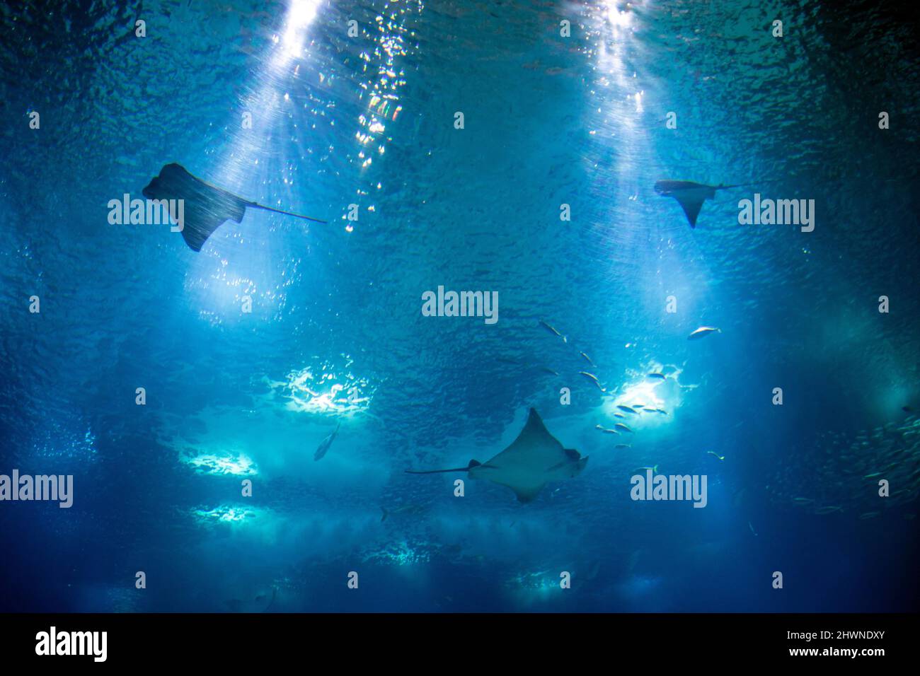 Stachelrochen auf einem großen Aquarium in Lissabon (Oceanário Lisboa). Stockfoto