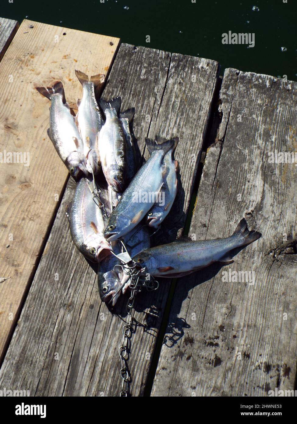 Forelle auf Fischstringer auf Holzdock. Stockfoto